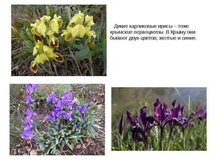 Растения крыма 2 класс