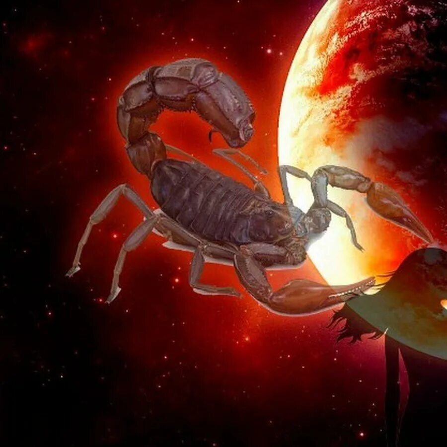 Знак зодиака Скорпион. Гигантский Скорпион. Скорпион картина. Красивый Скорпион. Скорпион мужчина и рак женщина в любви