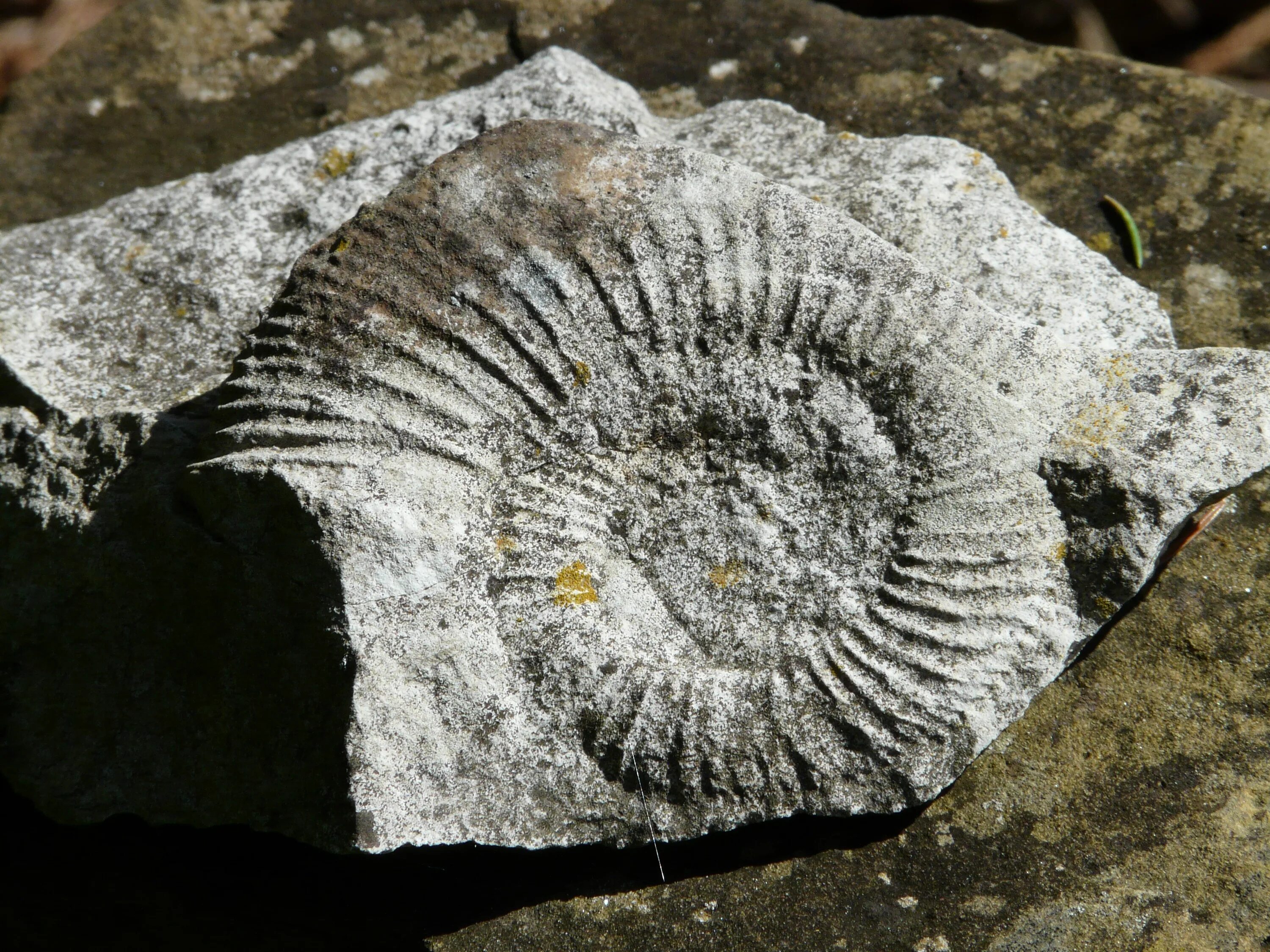 Окаменелости это. Аммонит в Камне окаменелость. Fossil Shell окаменелость. Окаменелости Мшанковый известняк. Окаменелости раковин моллюсков.