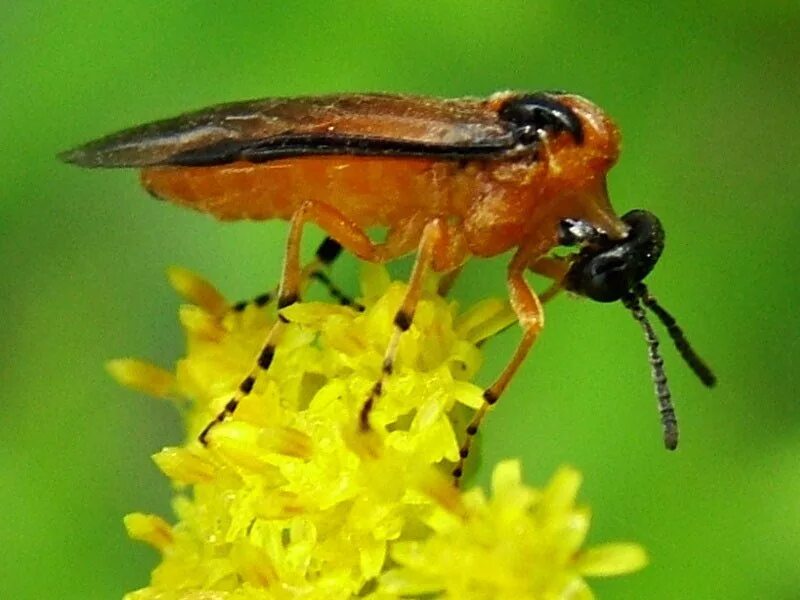 Athalia rosae гусеница. Земляничный пилильщик. Athalia rosae. Муха пилильщик. Athalia rosae гусеница.