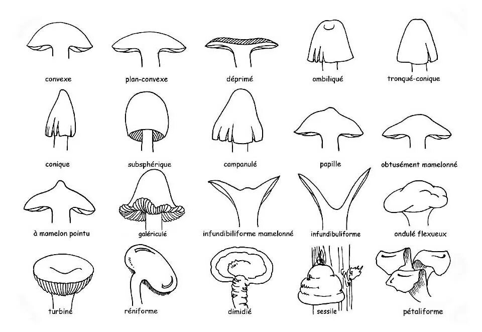 Drool- cap гриб. Fungal cap. Mushroom cap-Shape. Mushroom-Shaped hats. Mushroom глагол