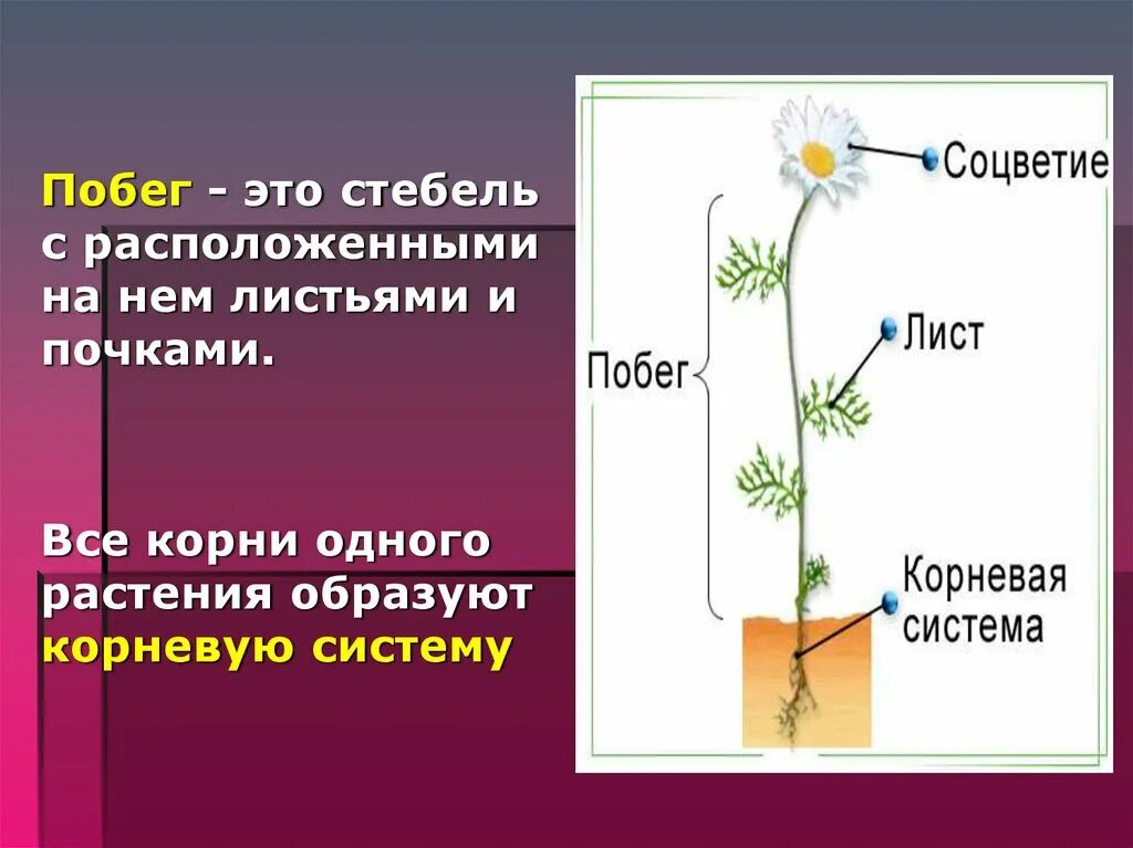 Функции органов растений побег