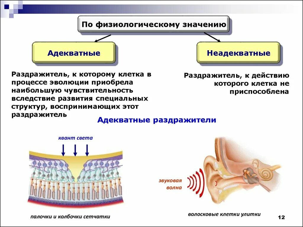 Что значит физиологические признаки. Адекватные и неадекватные раздражители рецепторов. Адекватный раздражитель это в физиологии. Адекватные раздражители примеры. Неадекватные раздражители примеры.