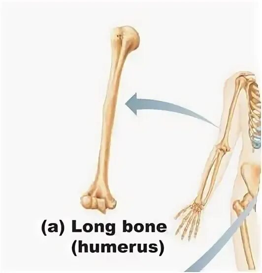 Long bones. Long bones. Long bones. Periosteum. Anatomy of long bones.