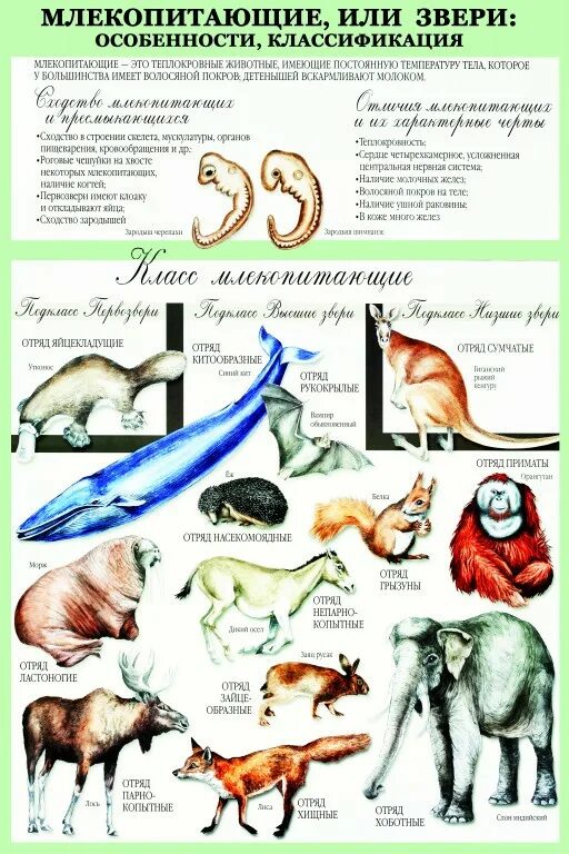 Классификация млекопитающих. Класс млекопитающие классификация. систематика млекопитающих таблица. систематике млекопитающих.
