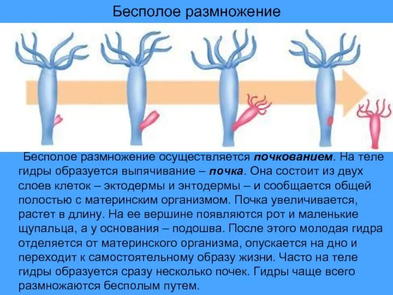 Почкование гидры какое. Бесполое размножение пресноводной гидры. почкование гидры это бесполое размножение. бесполое размножение гидры. бесполое размножение гидры почкование рисунок.