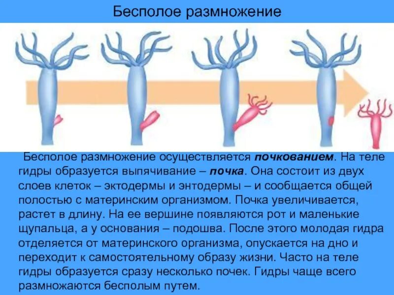 Пресноводная гидра размножается. Размножение гидры почкование. Бесполое размножение гидры 7 класс биология. Бесполое размножение гидры пресноводной. Гидра Кишечнополостные размножение.