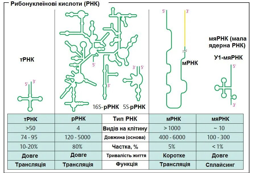 Строение и функции р РНК. Рибосомальная РНК структура. Строение и функции МРНК, ТРНК, РРНК. РНК ИРНК ТРНК РРНК.