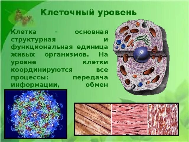 Структурной единицей живого организма является. Клеточный уровень. Основные процессы клеточного уровня. Клеточный уровень организма. Клеточный уровень это в биологии.