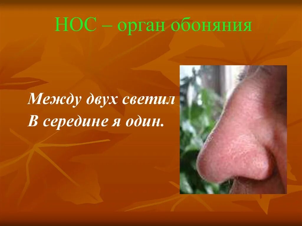 Нос обоняние. Нос орган. Нос -орган обоняния человека. Проект на тему нос орган обоняния.