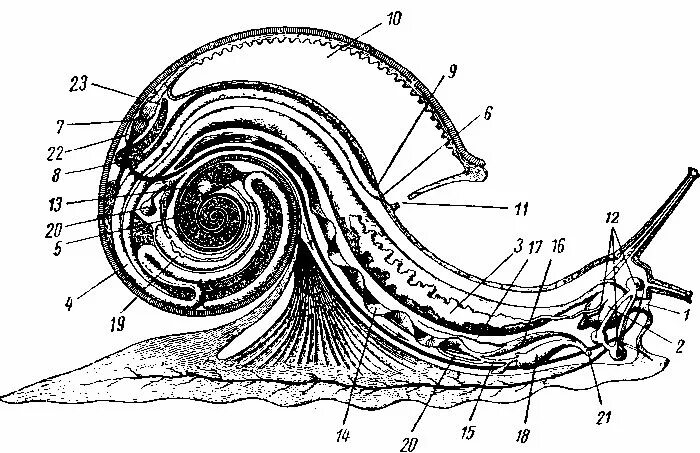 Строение ахатинской улитки внутреннее. Внутреннее строение улитки ахатины. Строение раковины улитки ахатины. Внутреннее строение виноградной улитки.