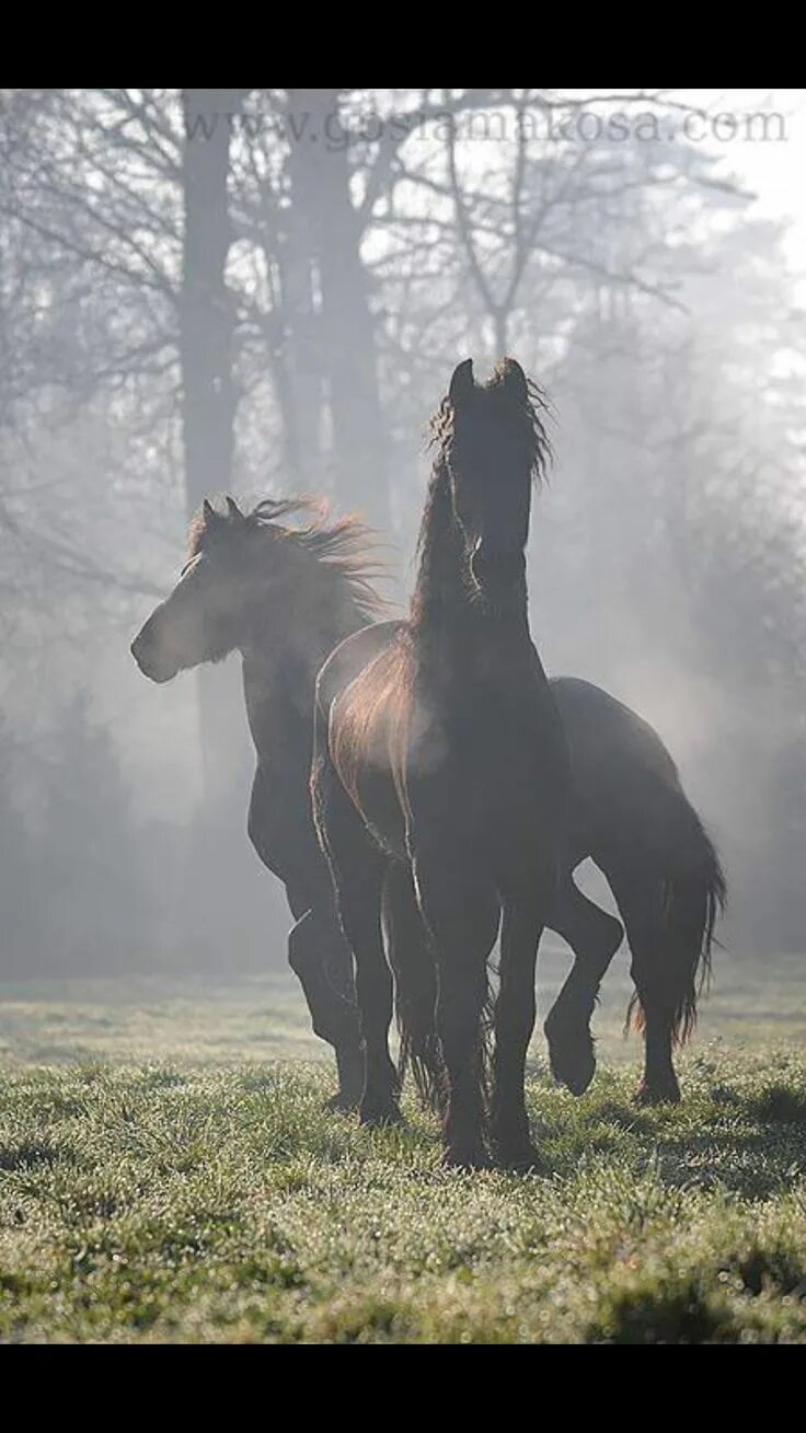 Лошади Эстетика. Лошадь в тумане. Черный конь в тумане. Фризская лошадь.