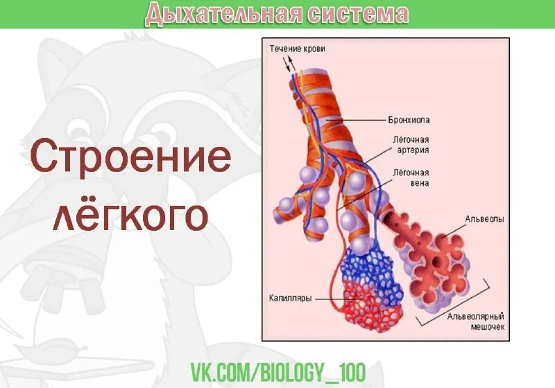 дыхательная система егэ биология