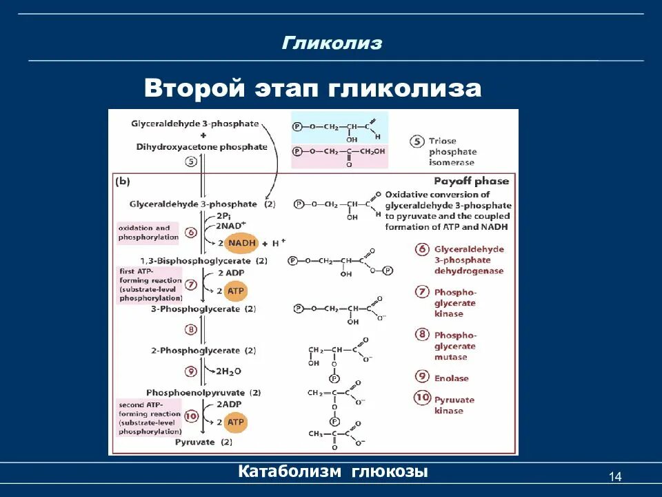 Протекание гликолиза кольцевые. Схема 2 этапа гликолиза. Общая схема гликолиза биохимия. Гликолиз схема с формулами. Гликолиз краткая формула.