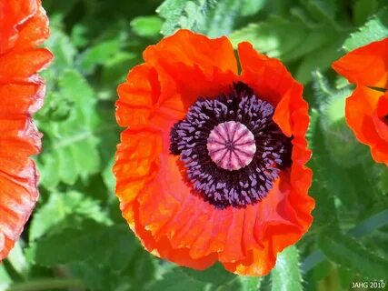 Poppy plant