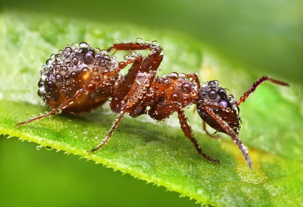 сообщество насикомы. яркие жуки. тля на вишне. обитатели луга насекомые. летающие насекомые для детей.