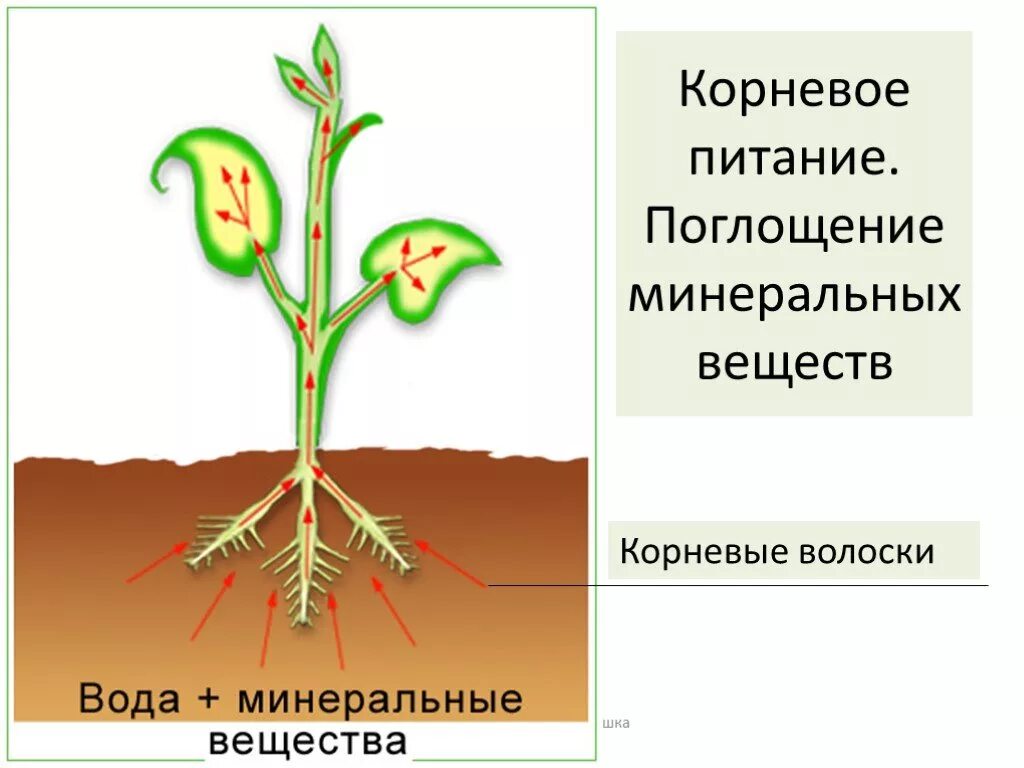 Схематическое продвижение веществ поглощенных корневыми волосками. Передвижение Минеральных веществ в растении. Корневое питание растений. Поглощение корнями воды и Минеральных веществ. От листьев к корню органические вещества передвигаются