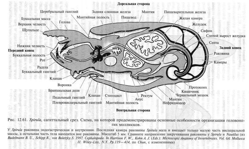 Органы размножения открываются в мантийную полость. Внутреннее строение головоногих. Половая система головоногих моллюсков. Мантийная полость головоногих. Схема внутреннего строения каракатицы.