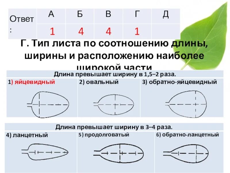 Тип листа смородины по соотношению длины. Типы листьев по соотношению длины и ширины. тип листа по соотношению длины ширины. тип листа по соотношению длины и ширины листовой. тип листа по соотношению длины ширины и по расположению.