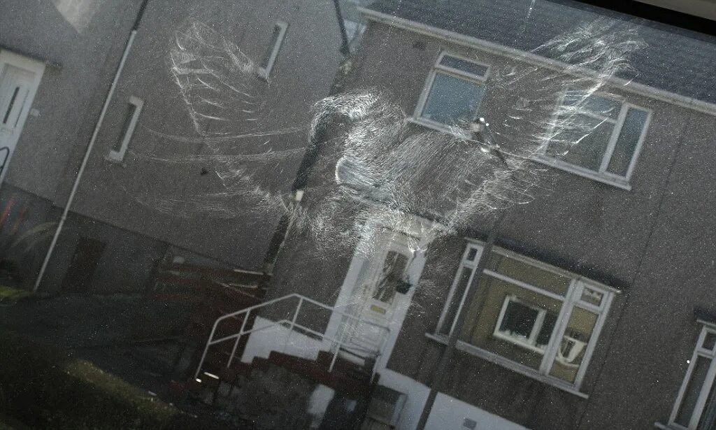 Отпечаток птицы на стекле окна. Птица врезалась в стекло. Отпечаток плицы на окне. Птица врезалась в окно.