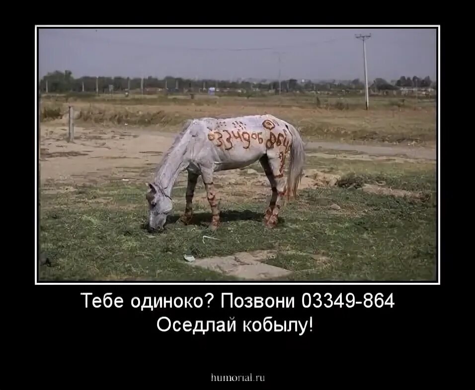 Сивая кобыла значение. Бред сивой кобылы карикатура. бред сивой кобылы фото. сивая кобыла прикол. сивая кобыла мем.