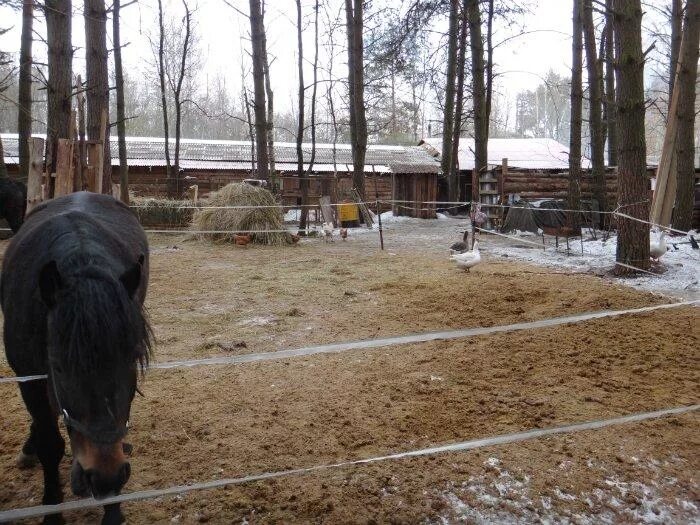 Усадьба Захарово конюшня. КСК Ромашково конь Прибой. Пушкин село Захарово конюшня. Конюшня в Луганске. Конюшня кск