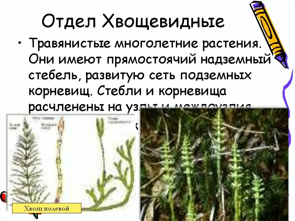 Значение папоротниковидных плауновидных и хвощевидных. Отдел плауновидные отдел хвощевидные отдел. распространение хвощевидных. хвощевидные и плауновидные и хвощевидные. царство хвощевидные.