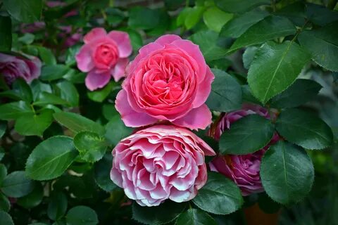 Rose blossom