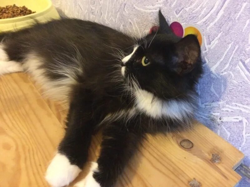 котята череповец. акция добрые руки. приют для маленьких котят. маленькая ручная собачка порода. отдам котенка в добрые руки иваново.