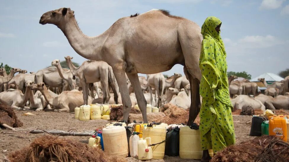 Верблюд 90 х. Женщина на верблюде. karat10 camel.