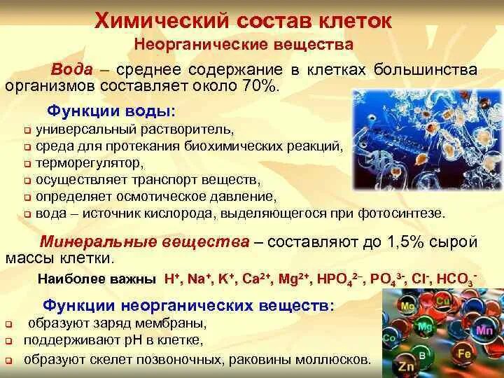 Химические вещества клетки вода
