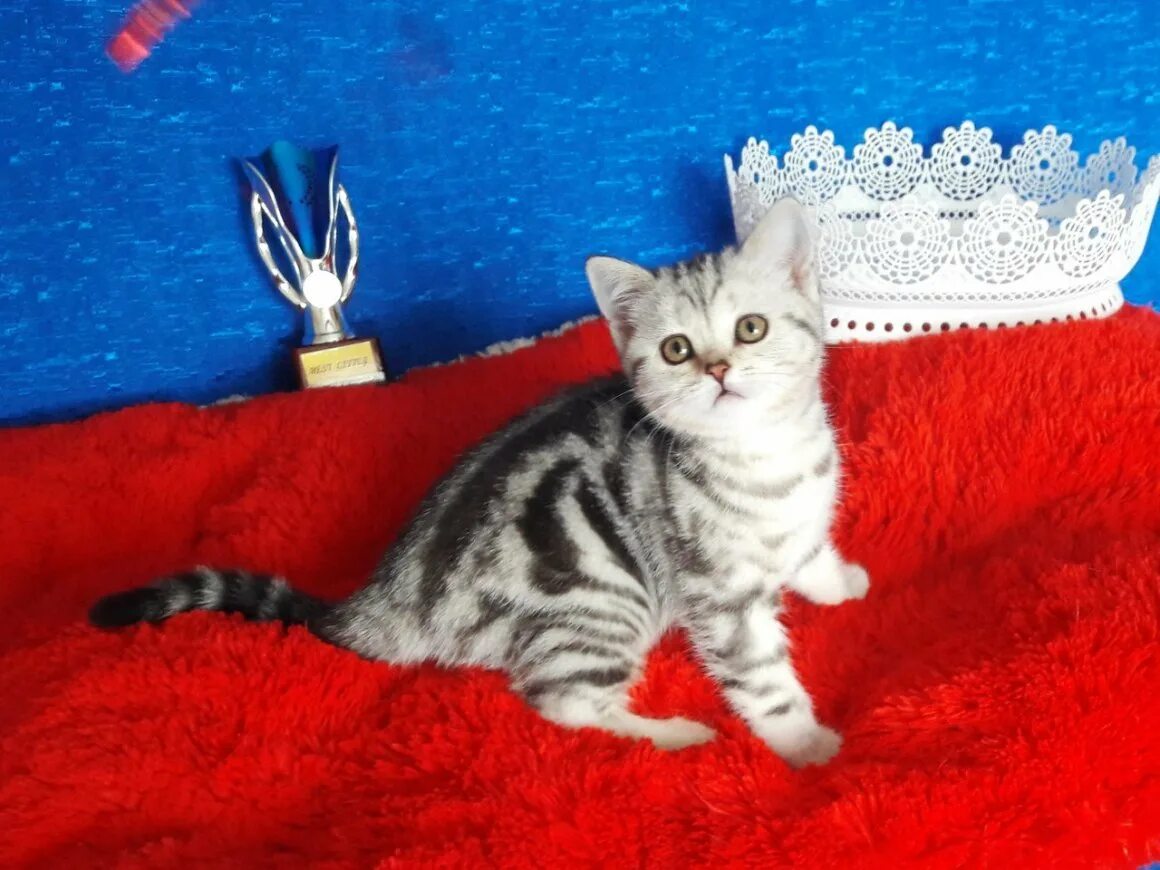Шотландская девочка скоттиш-страйт. Шотландские котята прямоухие скоттиш страйт. Шотландская кошка прямоухая. Шотландская прямоухая девочка. Шотландская кошка прямоухая.