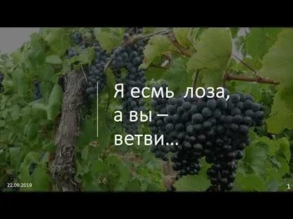Ты есть моя лоза святая