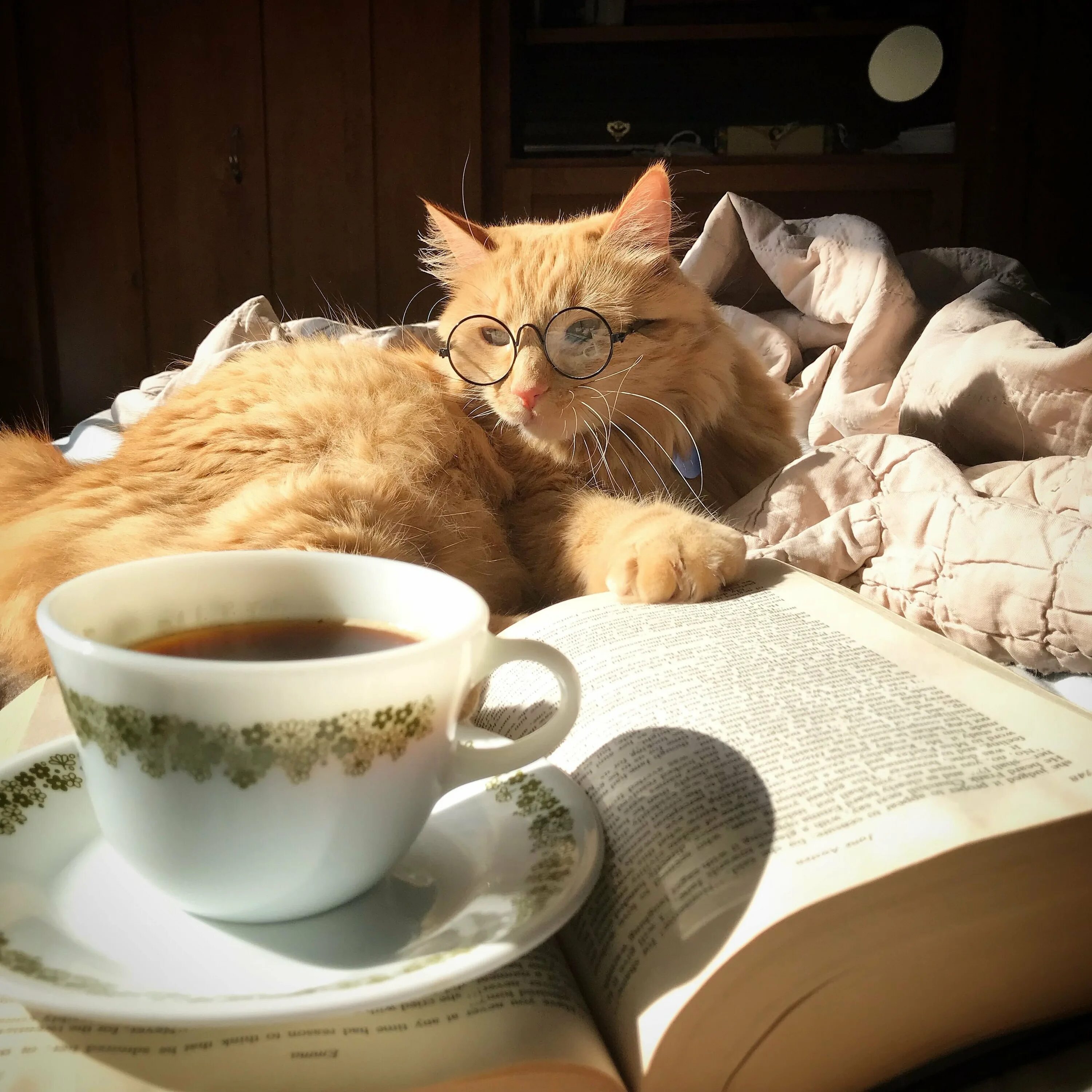 Кот утром картинка. Кот и кофе. Утро кофе кот. Рыжий кот и кофе. Доброе утро с котом и кофе.