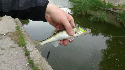 Какая рыба водится в водохранилище
