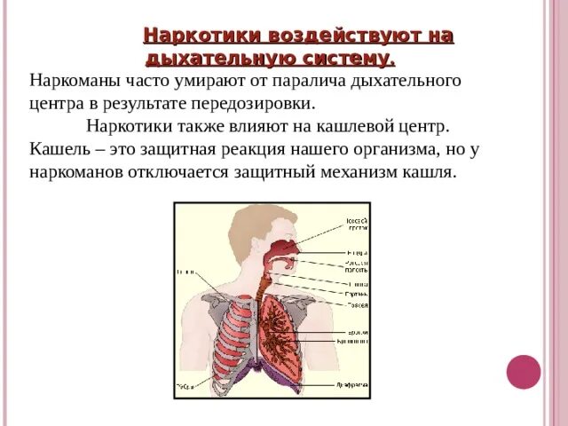 Какова роль защитных реакций дыхательной системы