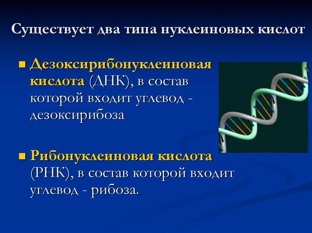 2 типа нуклеиновых кислот. Структура нуклеиновых кислот биология 10 класс. 9 класс тема нуклеиновые кислоты. нуклеиновые кислоты биология 10 класс. нуклеиновые кислоты презентация.