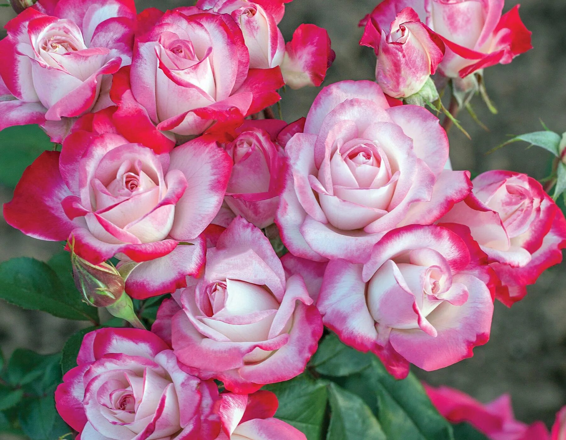 Roses forums