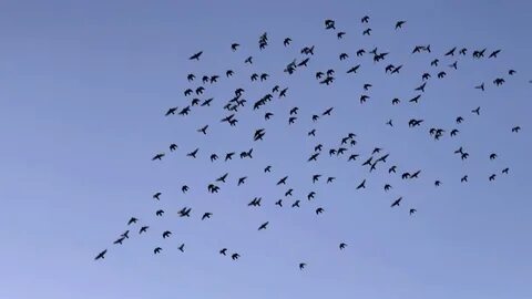 Birds wordwall