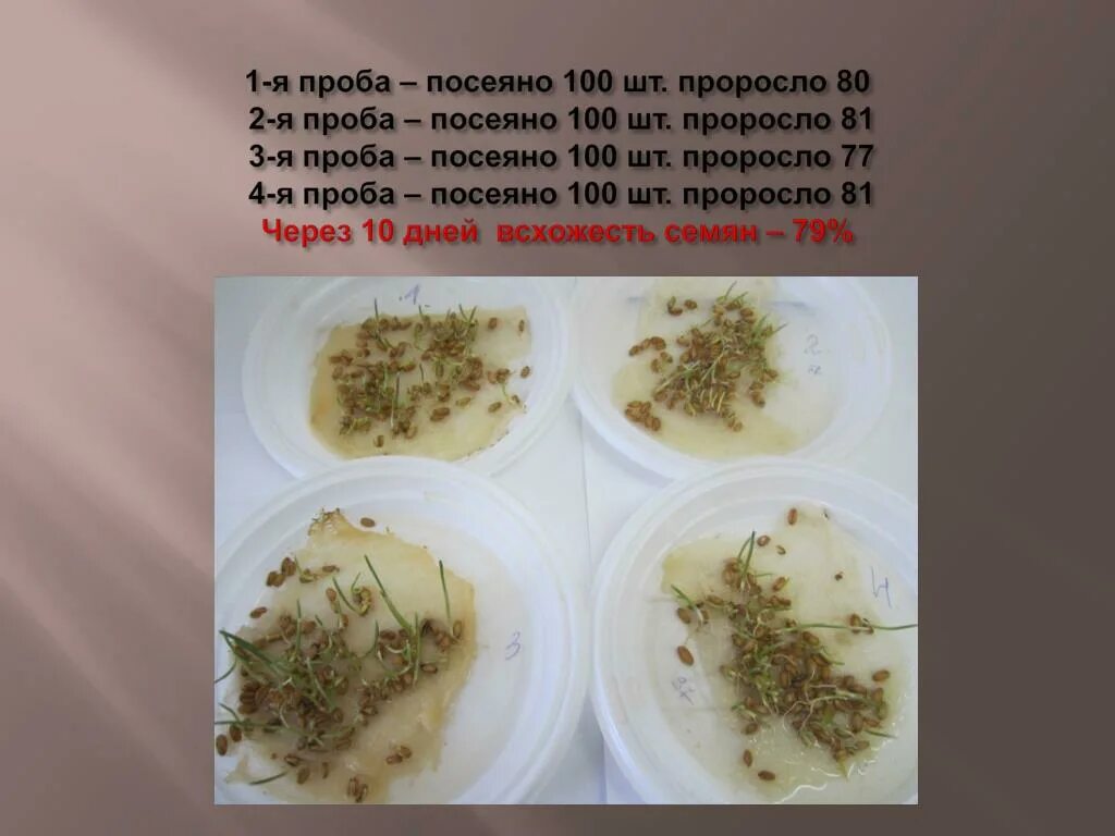 Проект по окружающему миру проращивание семян Как обеспечить правильное прорастание семян Дачный совет Дзен