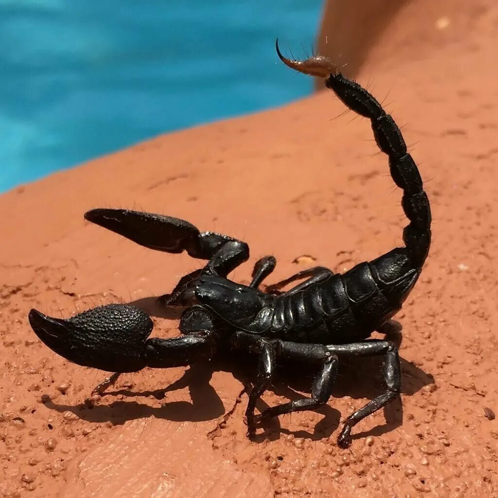 Какие люди скорпионы