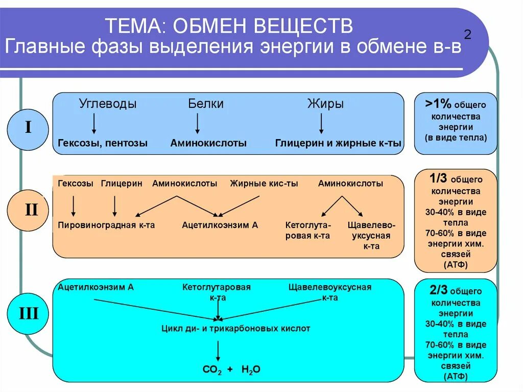 Обмен веществ человека биология. Обмен веществ схема 9 класс. Схема обмена веществ анатомия. Общая схема обмена веществ и энергии в организме. Обмен веществ метаболизм биология 8 класс.