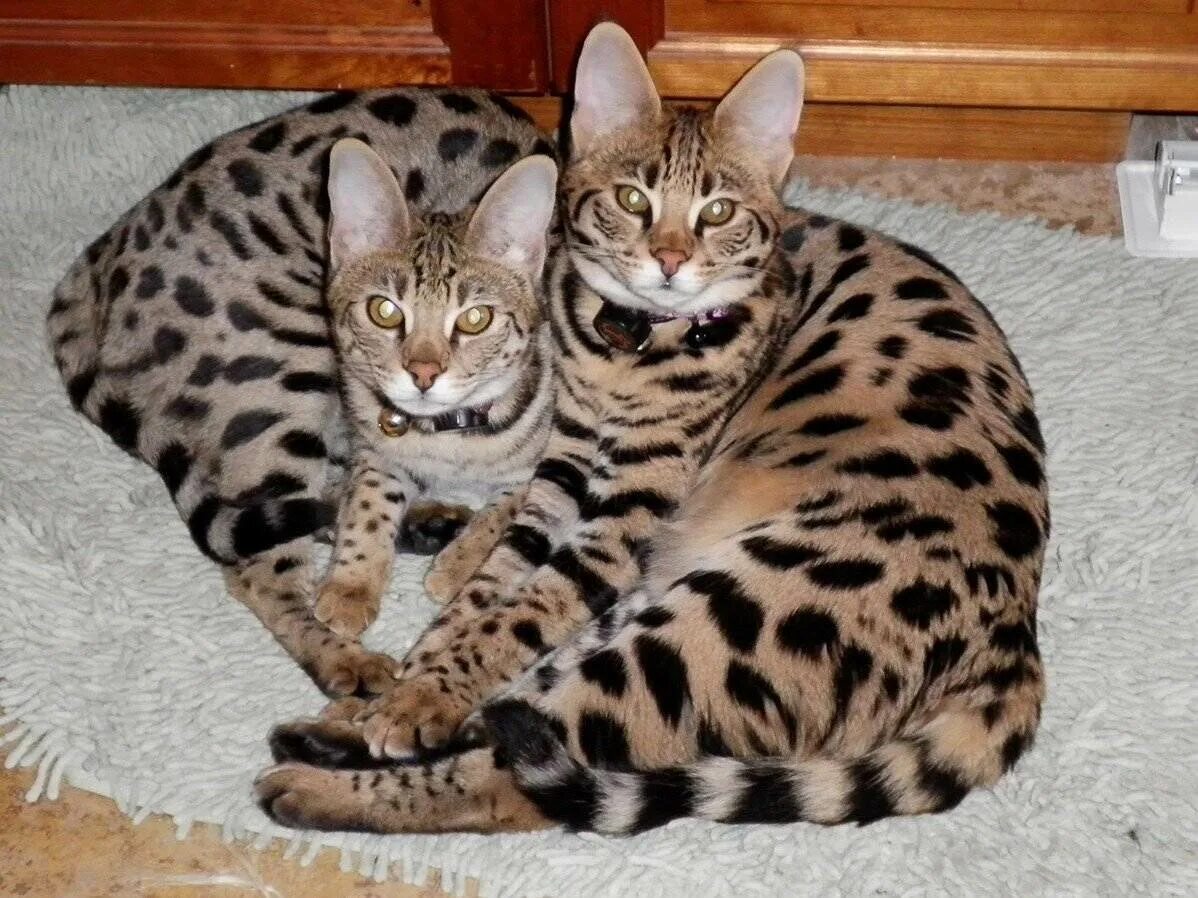 Большие кошки домашние породы фото
