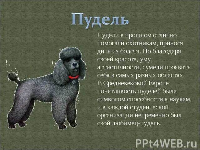 Пудель описание. История пуделя. Пудель характер породы. Загадка про пуделя. Пудель в микроволновке