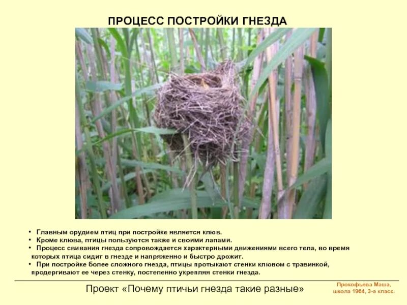 Процесс создания гнезда. Строение гнезда птиц. птица строит гнездо. сооружение гнезд. процесс постройки гнезда.