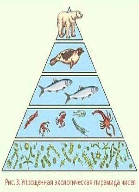 Зоопланктон трофический уровень. Перевернутая экологическая пирамида. Упрощённая экологическая пирамида. Упрощенная экологическая пирамида чисел. Пирамида численности.