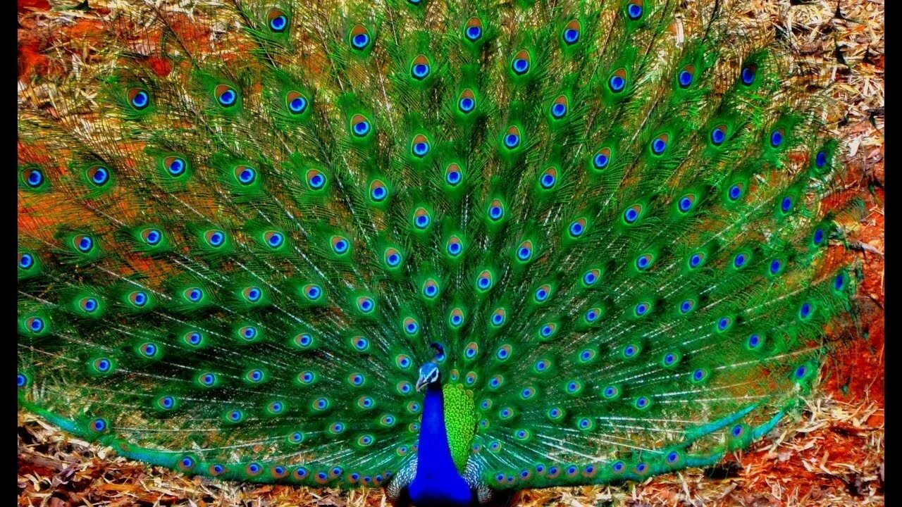 10 Brilliant Facts About Peacocks Peacock facts, Peacock, Habitats