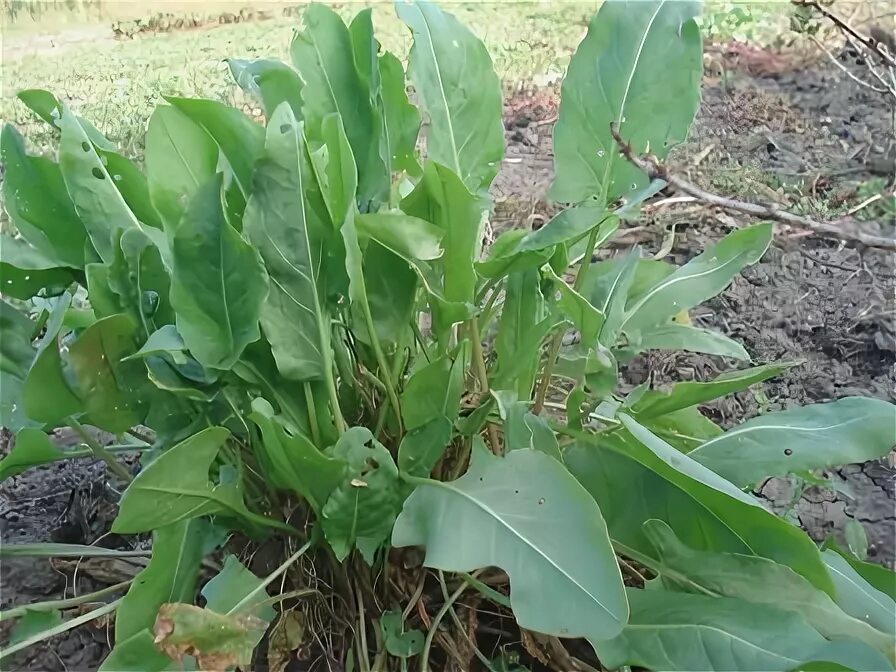 Формы женских половых. Разновидности женских половых органов. Щавель курчавый (rumex crispus). Щавель обыкновенный, кислый. Щавель широколистный.