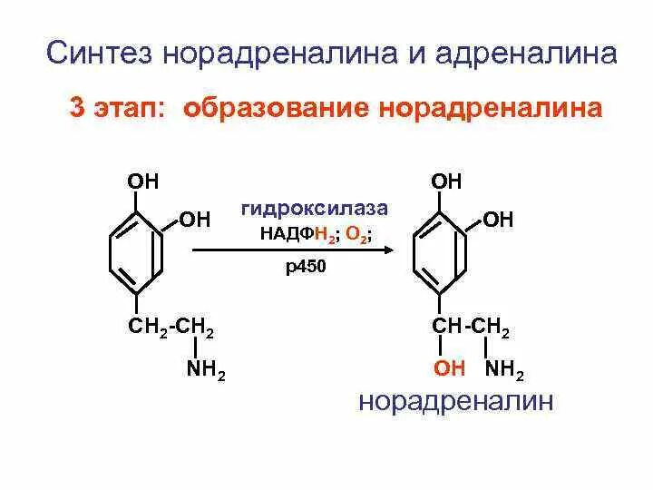 Фермент адреналина. Реакция образования норадреналина. Синтез адреналина реакция. Синтез адреналина из норадреналина биохимия. Норадреналин в адреналин реакция.