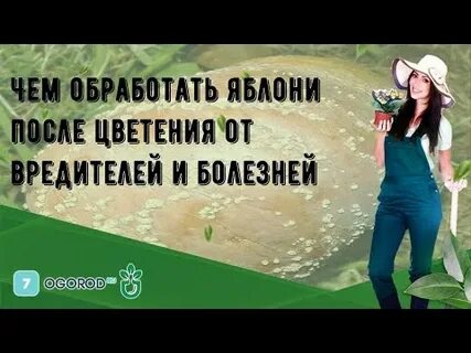 Обработать яблони весной от вредителей и болезней